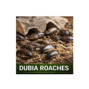 Dubia Roaches (Choose Size & Count)