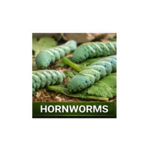 Hornworms