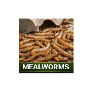 Mealworms (Choose Count)