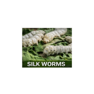 Silk Worms (12+ Count)