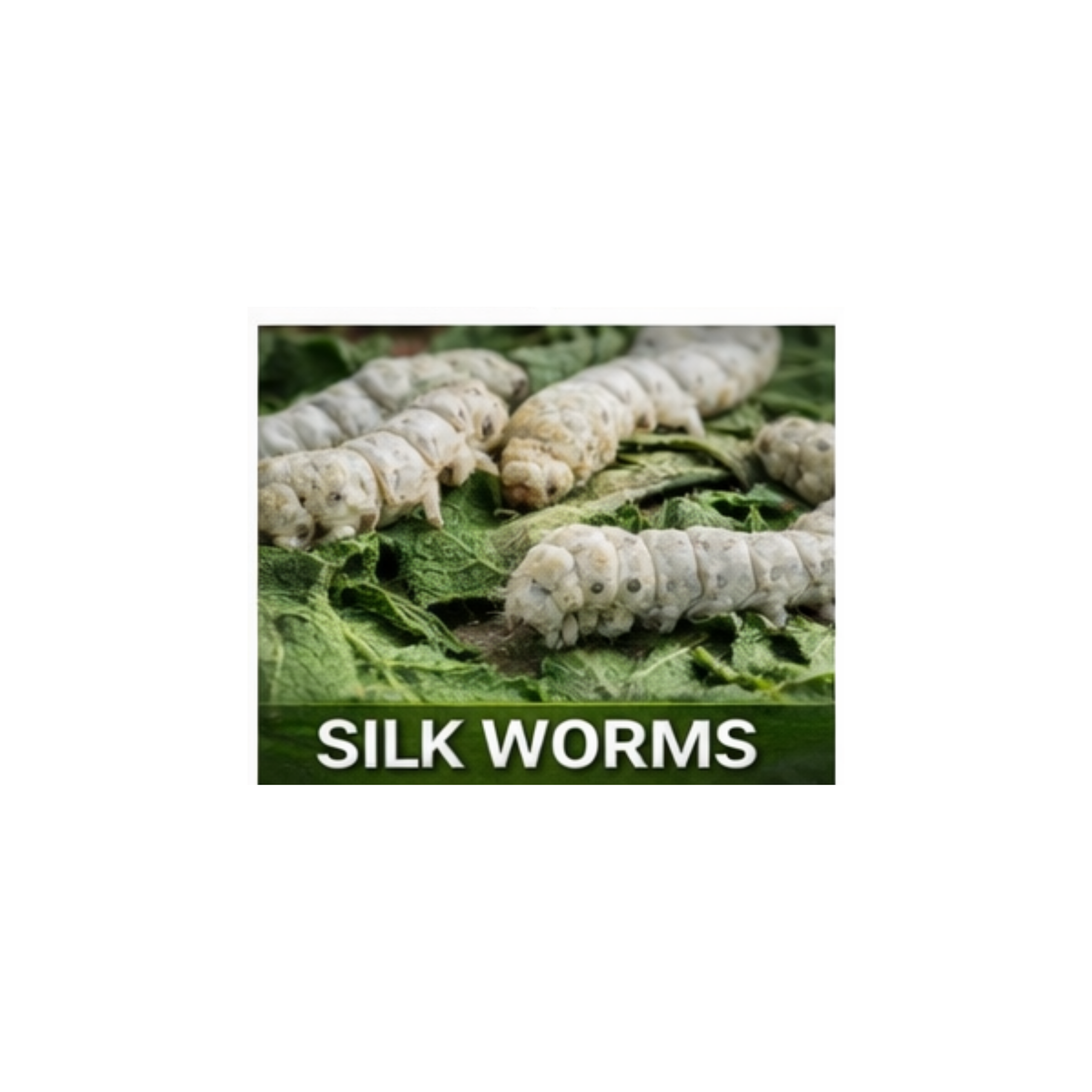 Silk Worms (12+ Count)