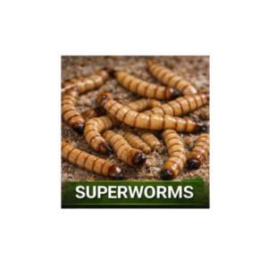 Superworms (Choose Pack Size)