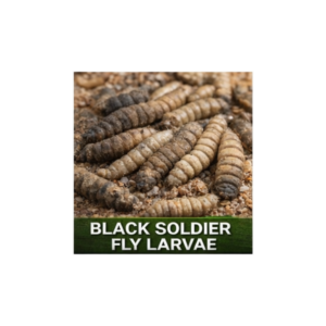 Black Soldier Fly Larvae (Choose Pack Size)