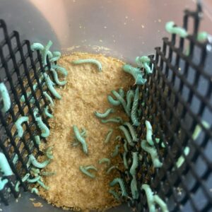 Hornworms (12 Count)