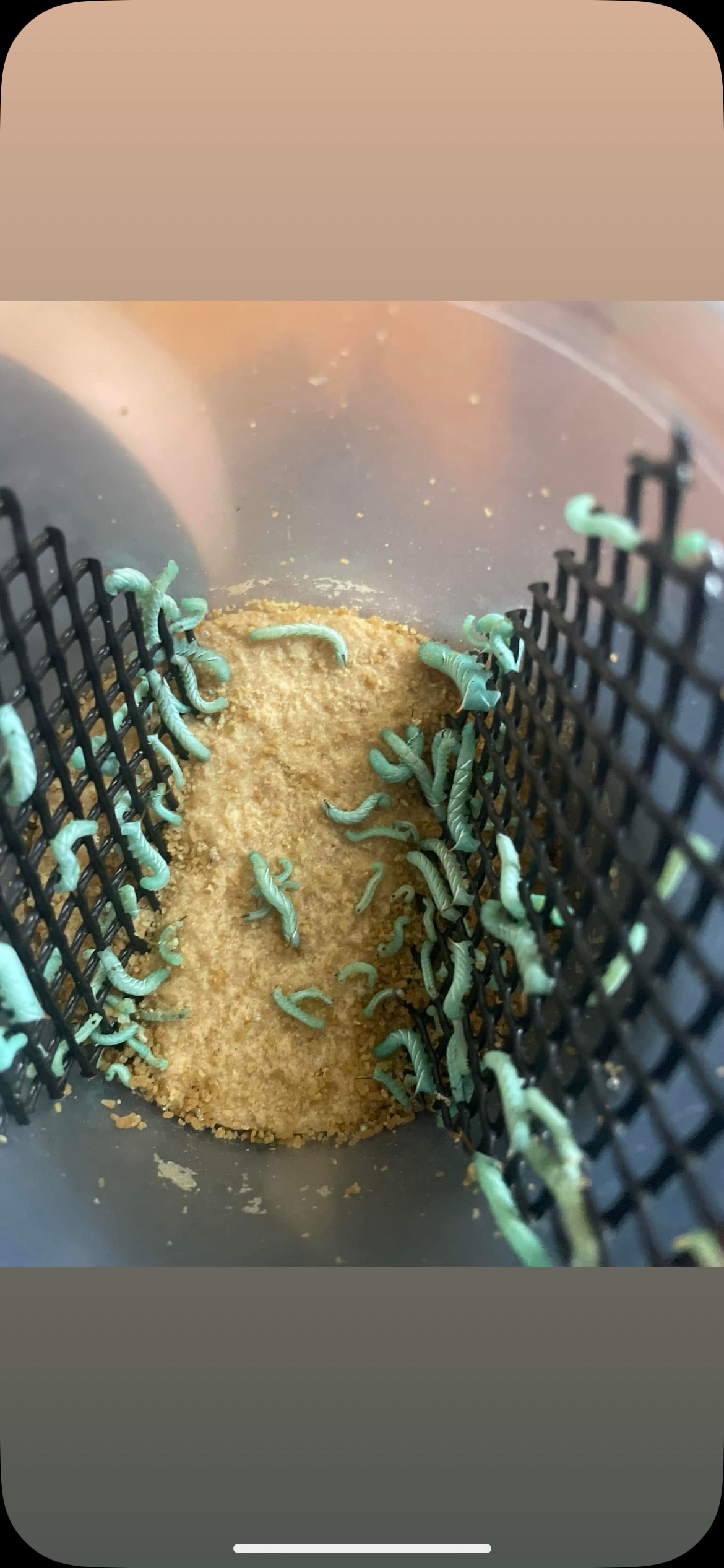 Hornworms (12 Count)