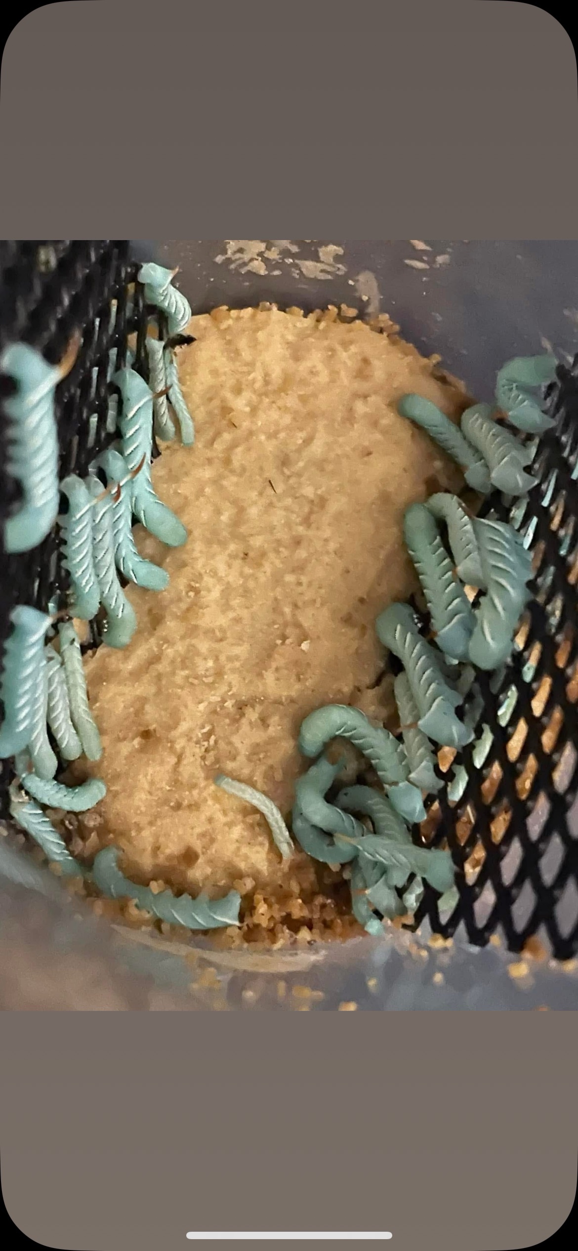 Hornworms (12 Count) - Image 2