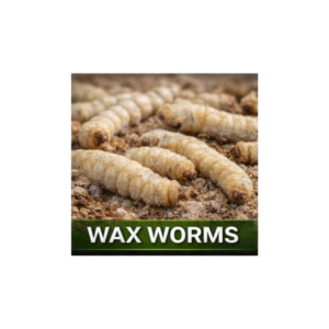 Wax Worms (50 Count)