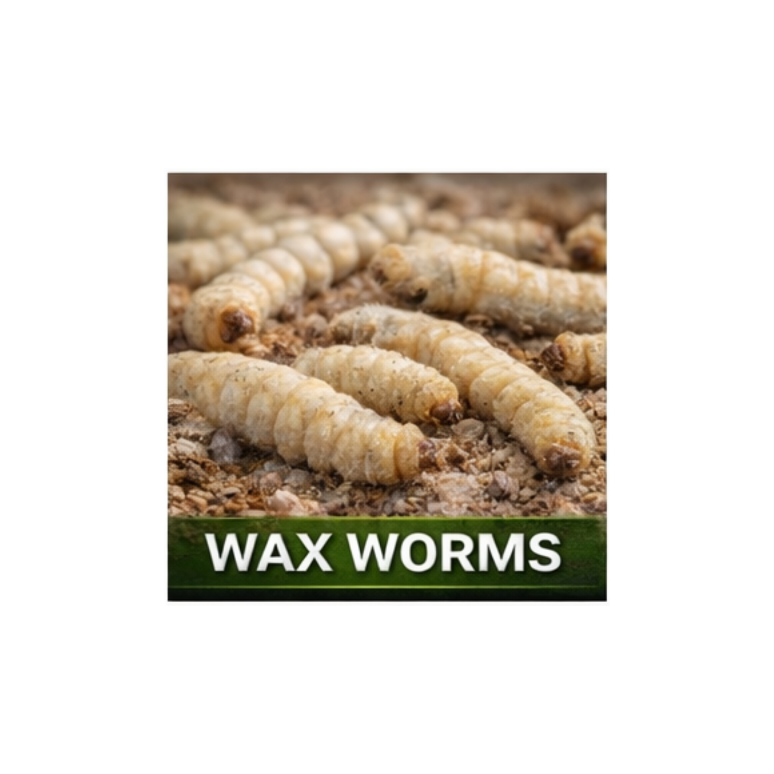 Wax Worms (50 Count)
