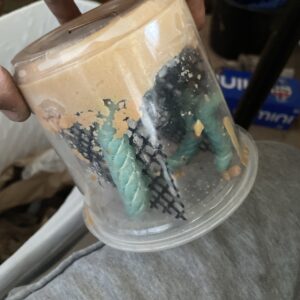 6 large Hornworms