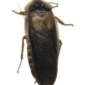 Male Dubia Roach