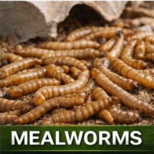 10,000 mealworms