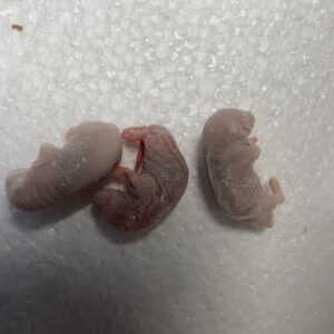 NEW Frozen thawed pinky’s mice
