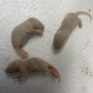 NEW Frozen thawed Fuzz mice